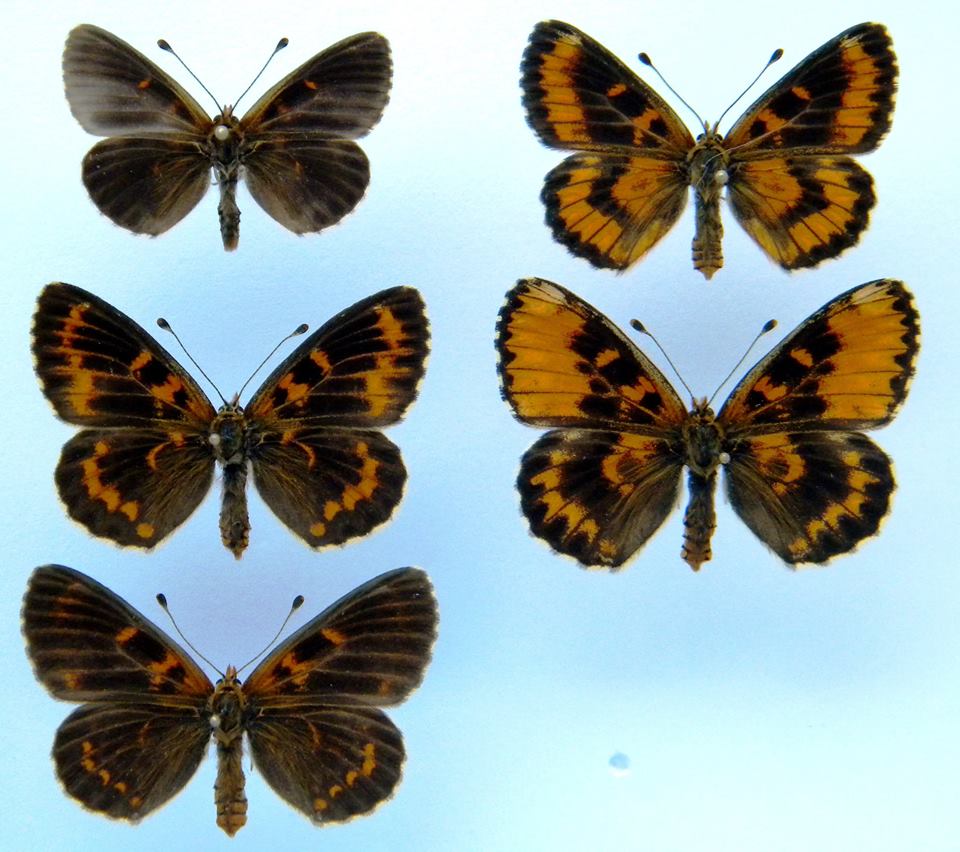 Melitaea trivia (abberations, collection) (Internet Image property of respective owner, non-commercial use only)